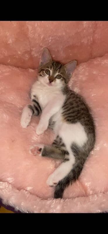 где можно купить котенка: Dişi, Yaxşı əllərə — 3