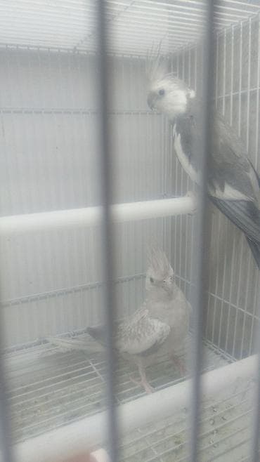 ingilis setteri it cinsi: Yanaqsız karellalar var satışda 100-300 aznə qədər qiymət dəyişir bala — 3