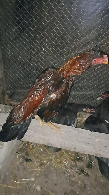 Heyratı xoruz satılır cinsi qanı olan heyvandı təmiz türk hündür