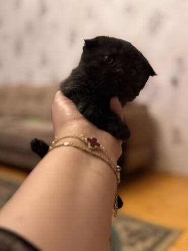 pisi: Britan yastı qulaq, Dişi, Yaxşı əllərə, Ödənişli çatdırılma — 2