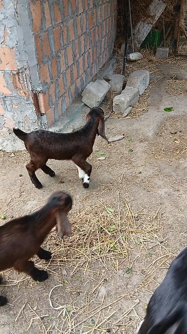 alpin keçi: Razlaşma yolila Xüsusiyyətlər: - Uzun sallanan qulaqlar, geniş alın — 3