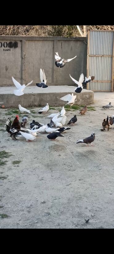 мейн кун купить в баку: Göyərçinlər Əvvəla Salam Aleykum. Göyərçinlər satıram (Mingəçevir — 1