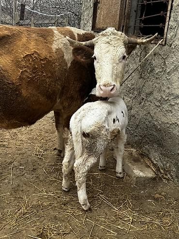 Рогатый скот: Erkək balalı inək satılır. Təmiz simmental cinsidir.Balası da — 8