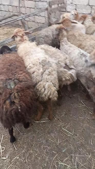 it bazari 2020: Salam tam saglam 15 dene bogaz qoyun — 1