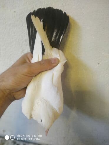 cuceye verilen adlar: Deste şəbeke maya tutulma sağlam bala verən — 1