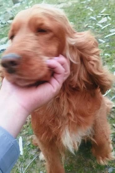 it cinsləri: Koker spaniyel, Dişi, Ödənişli çatdırılma — 5