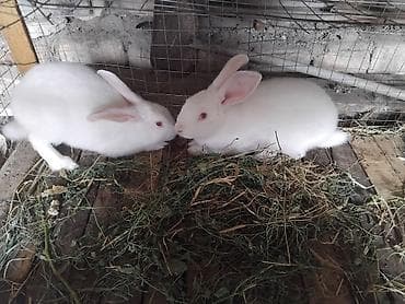 Ağ albinos dovşanlar – ətlik və damazlıq üçün Məhsul xüsusiyyətləri