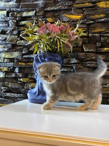 мейн кун купить в баку: Şotland, Dişi, Yaxşı əllərə, Ünvandan götürmə — 7