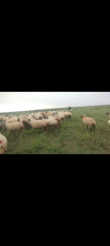 bakida cins ineklerin satisi: Dişi, il: 1, 50 kq, Damazlıq, Ünvandan götürmə — 4