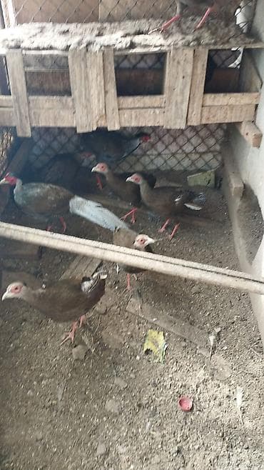 Грызуны: Петух, лет: 1 — 1