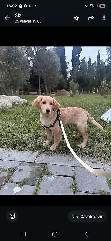 ucuz cuce: Retriever — 2