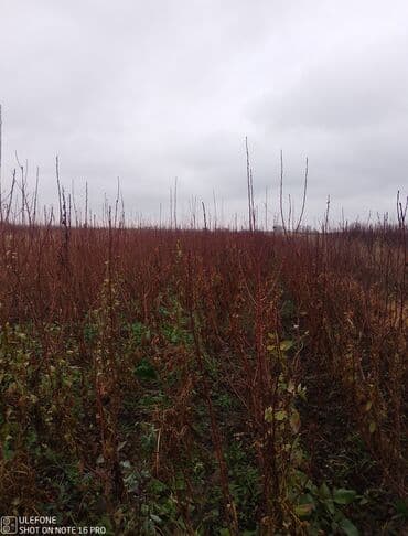 zeytun satilir: Sağlam meyvə tinglərin satişi çatdırılma pulsuz — 3