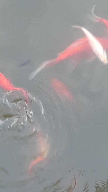 nemo baligi: Yapon qizil baliqlari — 7