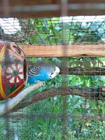 bakida cins ineklerin satisi: Cüt quşlardı. Hərbirşeyi var + üstündə veriləcək. Al saxla — 3