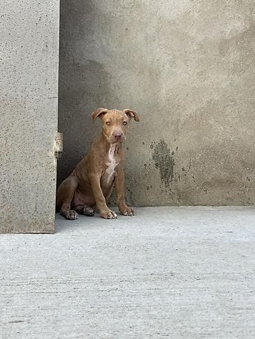 pudel it cinsi: Pitbul, 2 ay, Dişi, Peyvəndli, Ödənişli çatdırılma — 4