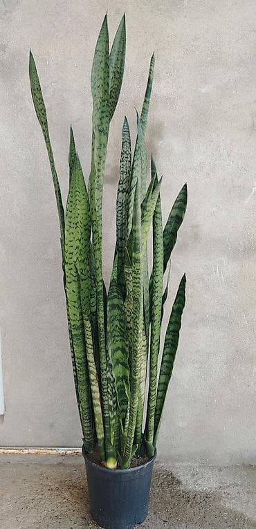 palet satisi: Satılır 🌿 Sansevieria (Qayınana dili) dibçək gülü satılır. Ev və ofis — 1
