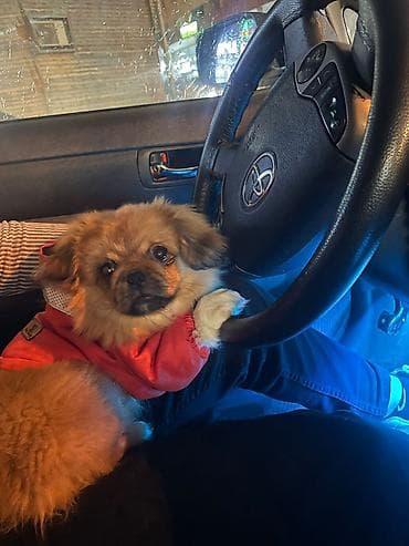 basenc itleri: Pekines, 8 ay, Erkek, Peyvəndli, Ünvandan götürmə — 3
