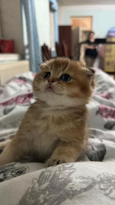 Quşlar: Qızıl şinşilla, Erkək — 3