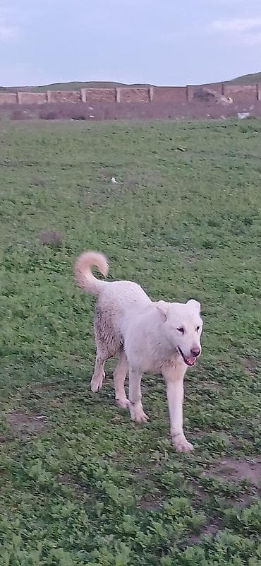 naxcivan it elanlari: Qurdbasar, 5 ay, Dişi, Peyvəndli, Ödənişli çatdırılma — 5