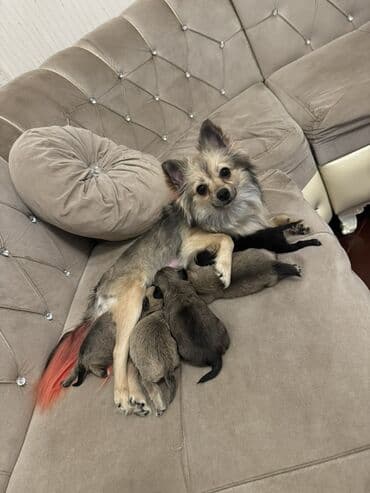 İtlər: Çixuahua — 5