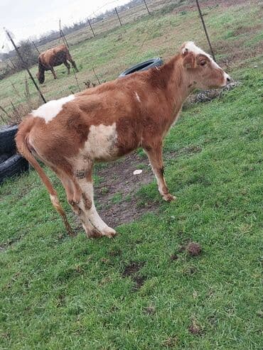 Mal-qara – qırmızı-ağ rəngli dişi buzov - Növ: iri buynuzlu heyvan