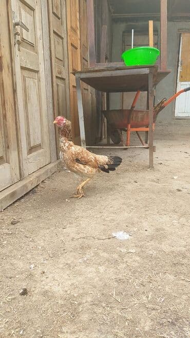 lavanda ordək: Erkək, Damazlıq, Ödənişli çatdırılma — 7