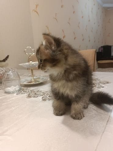 avcarka balaları: Britan — 8