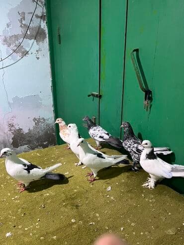 продажа птиц в баку: Salam aleykum Biri 10 manatdı. Çəplər 15 azn ❤️ — 2