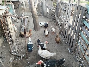 haski bala: Satılır: hind ördəkləri (muskovy duck) Xüsusiyyətlər: - Rənglər: ağ — 1