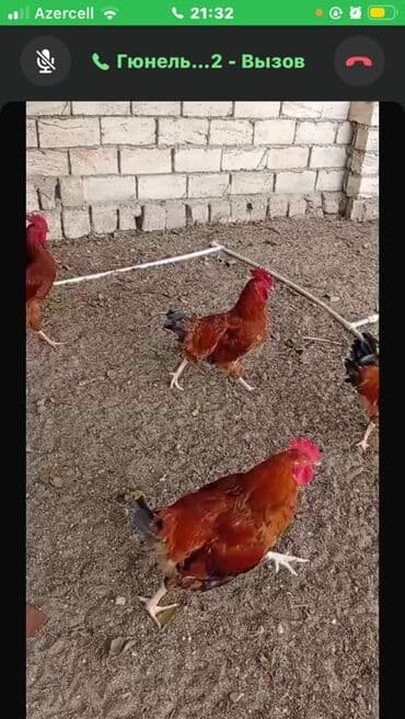 lal ordek nece gune bala cixardir: Xoruzlar

3 kilo birisi
6 aylığ — 2