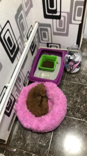 xasqi itleri: Pudel, 3 ay, Dişi, Peyvəndli, Ünvandan götürmə — 4