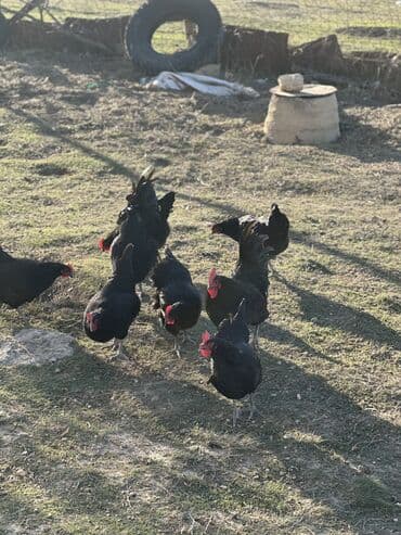 brama toyuq: Toyuq, Australorp, Damazlıq, Ödənişli çatdırılma — 4