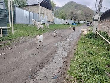 Hamsı bir yerde 4500yüz saglam saf təmiz sani keçiləri Təsvir: -