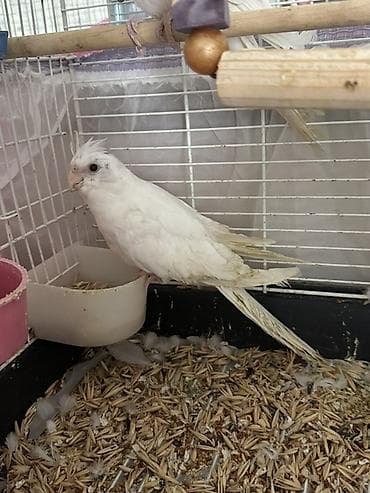 iran qusu: Yanaqsiz albinos korella balalar, tam sağlamdılar — 1