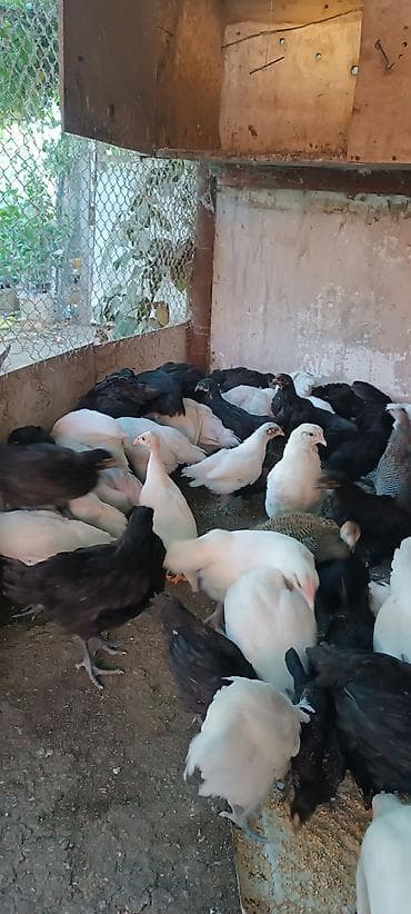 korella quş: Salam təmiz qan avstralop cücələri ağ və gara reňk 2 aý balasıdır.1 — 1