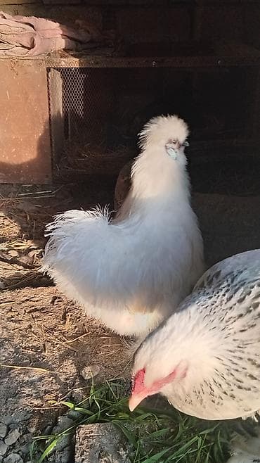 yumurtayan toyuq: Toyuq, Damazlıq — 9