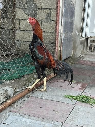 Akvariumlar: 10 ayın beçesidir ciddi alıcı yazsın ünvan masallı vaçab işdiyir yaza — 2