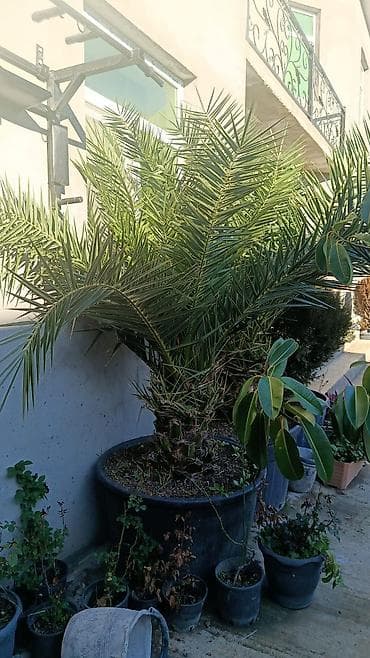 Finik palama orginal 2 ədədi Biri 240man