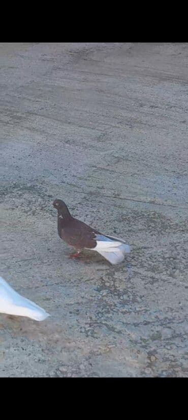 Mor agqened enniquyruqdu cilpaq erkek kesikde tutulub 15 azn unvan lalafo.az -da Mor agqened enniquyruqdu cilpaq erkek kesikde tutulub 15 azn unvan