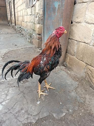 kend colpaları: Salam aleykum herkese heyratı colpası satlr 10 aylqdı super qocaq — 3