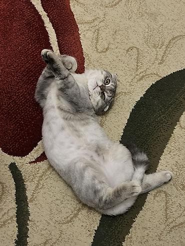 xaski ucuz: Şotland, Erkək, Cütləşmə üçün — 8