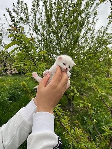 Erkək, Yaxşı əllərə, Ödənişli çatdırılma