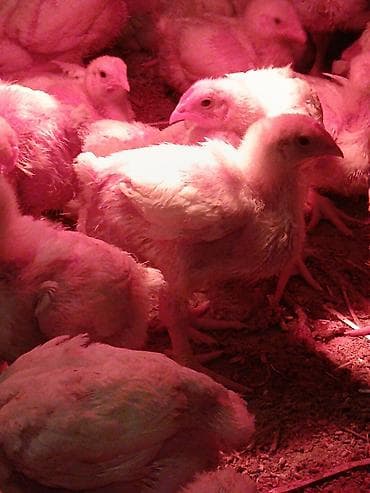 qırqovul cücələri: Toyuq cücələri, Ətlik — 3