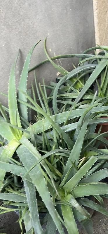 bitki: Aloe vera (Aloe barbadensis) dekorativ və faydalı saksı bitkisi - — 4