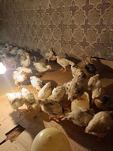 quş xana: Toyuq cücələri, Ətlik, Ünvandan götürmə — 4