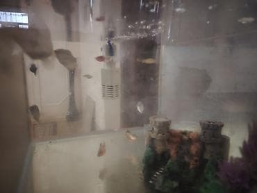 Heyvanlar üçün mallar: Akvarium dəsti Kicik bir catı var amma təmir edilib - Şüşə akvarium — 3