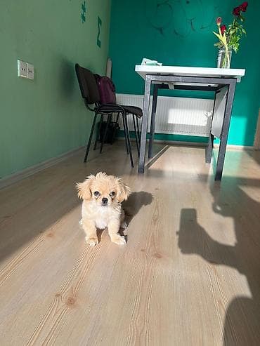 pitbul bala: Pekines, 3 ay, Dişi — 7