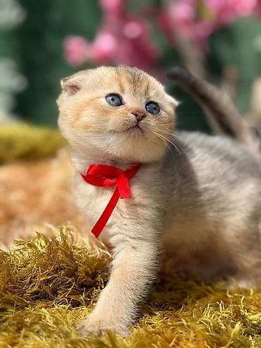 pisiylər: Şotland — 4