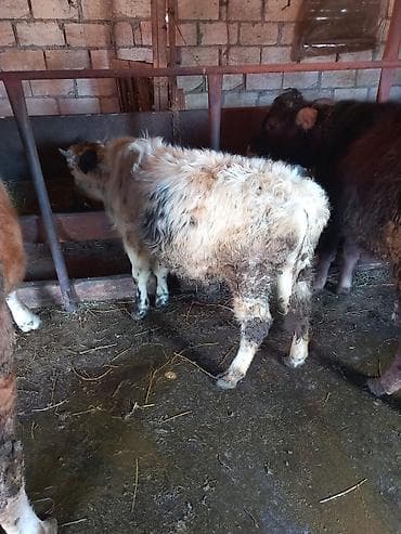 xırda buynuzlu heyvanlar: Satılır: Qara‑ağ rəngli, erkey dana - Növ: Mal-qara (buzov) - Rəng — 1