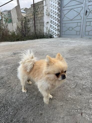 Şpitz, Erkek lalafo.az -da — 5 Şpitz, Erkek — 5